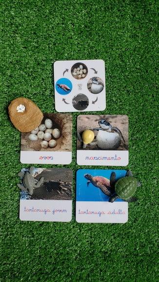 Kit Flashcards Ciclo de Vida Tartaruga Montessori/homeschool