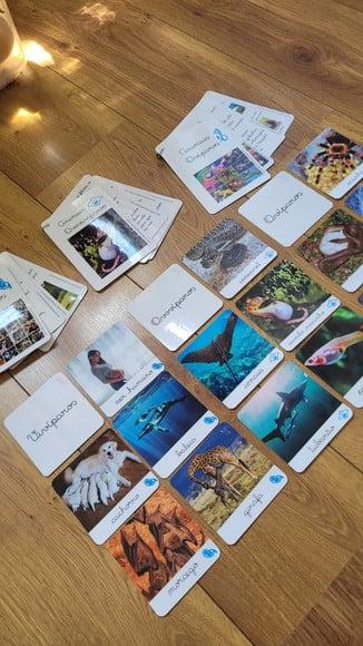 Kit Flashcards com Controle de Erro - Reprodução dos Animais