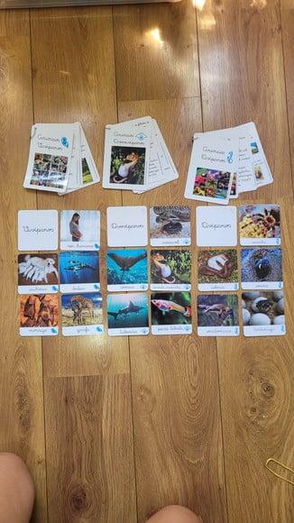Kit Flashcards com Controle de Erro - Reprodução dos Animais