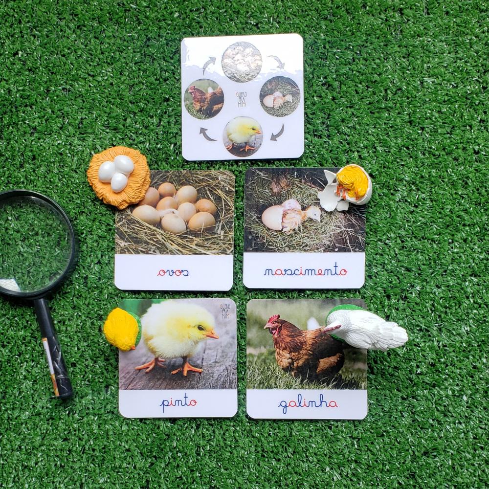 Kit Flashcards Ciclo de Vida Galinha Montessori/homeschool