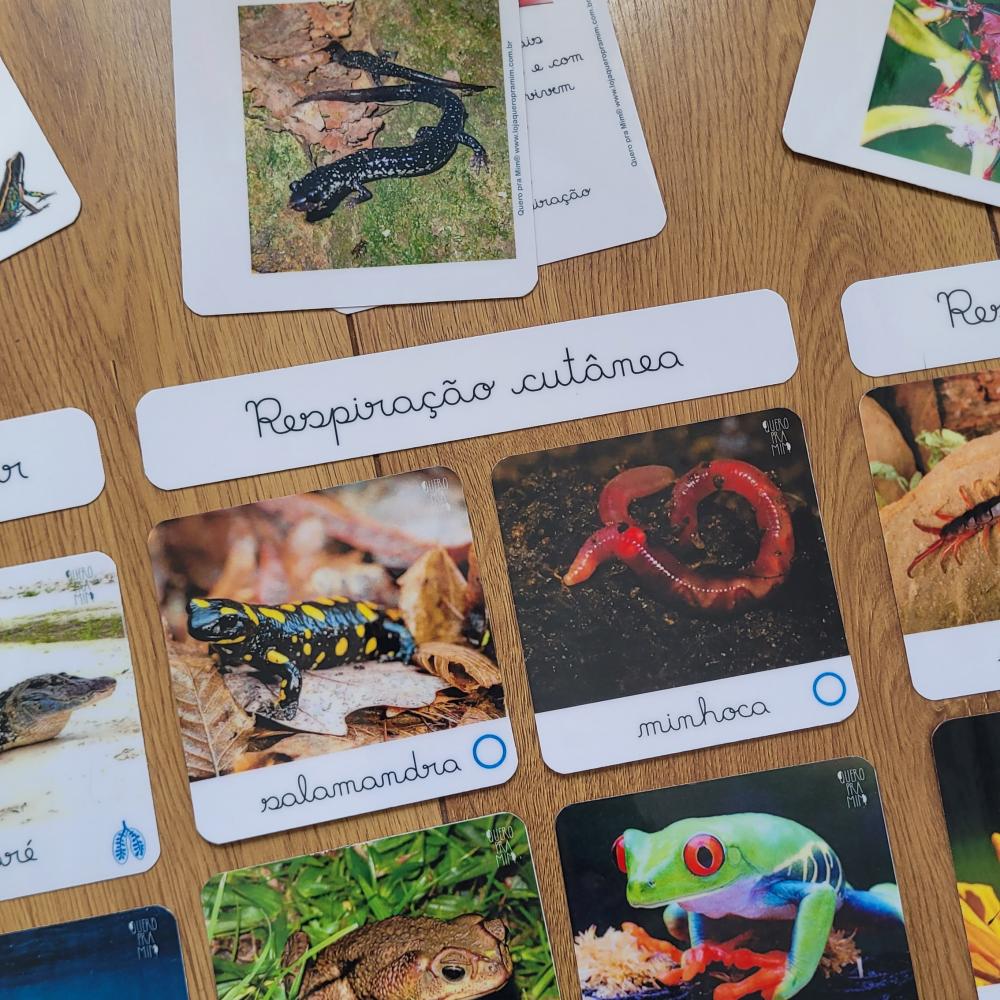 PDF Flashcards Respiração dos Animais com caderno de informaç?