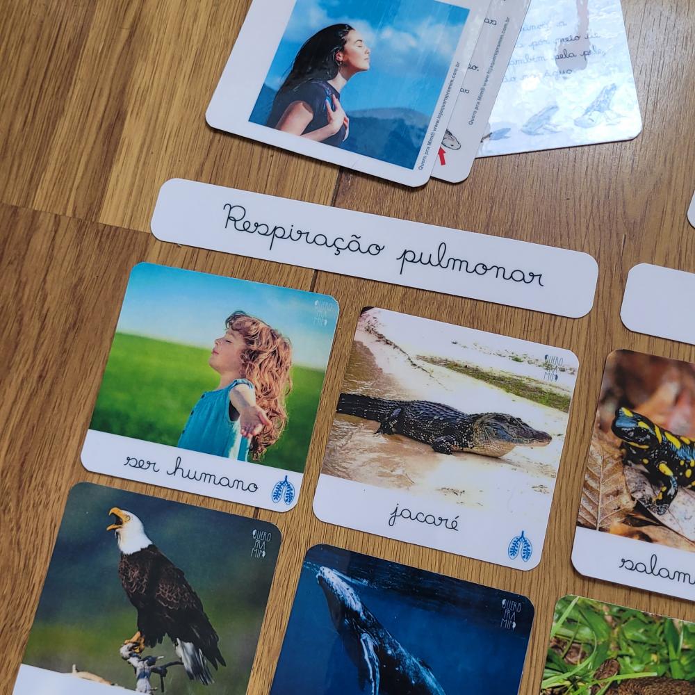 PDF Flashcards Respiração dos Animais com caderno de informaç?
