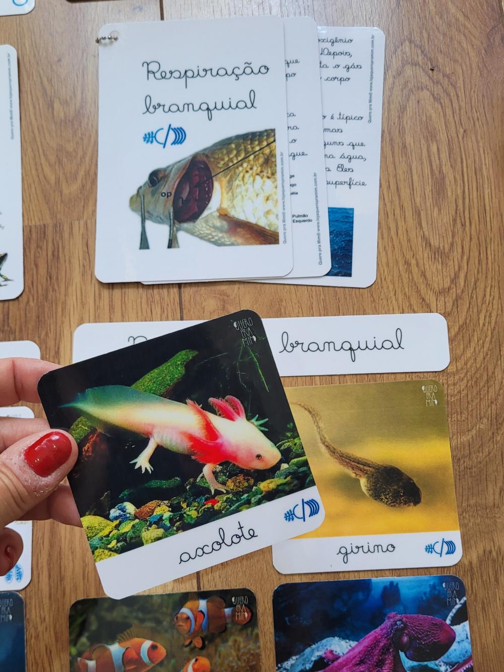 PDF Flashcards Respiração dos Animais com caderno de informaç?