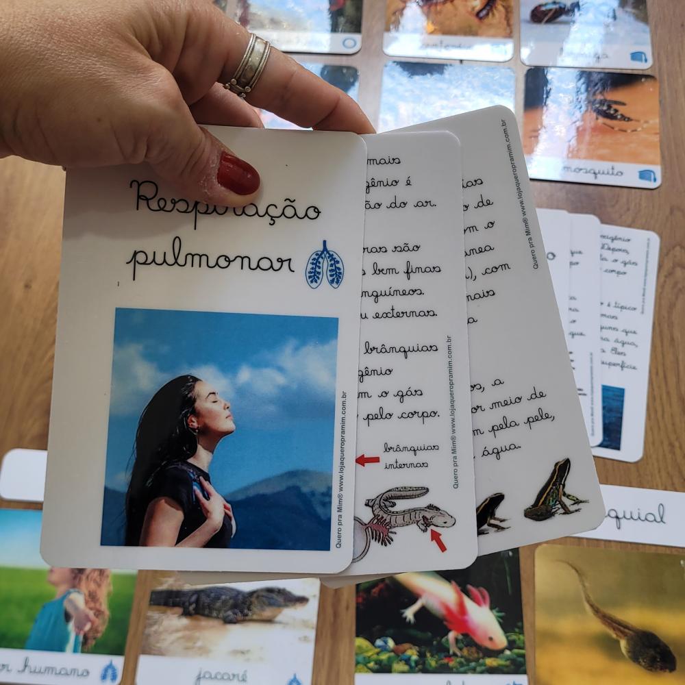 PDF Flashcards Respiração dos Animais com caderno de informaç?