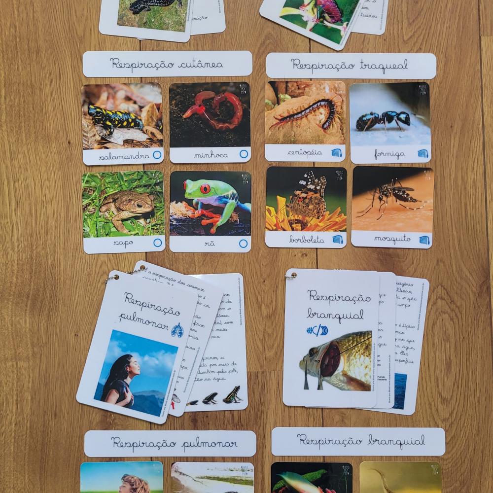 PDF Flashcards Respiração dos Animais com caderno de informaç?