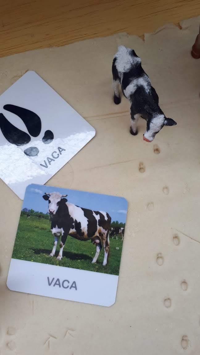 PDF 24 Flashcards Pegadas de Animais Pareamento Montessori - Arqu