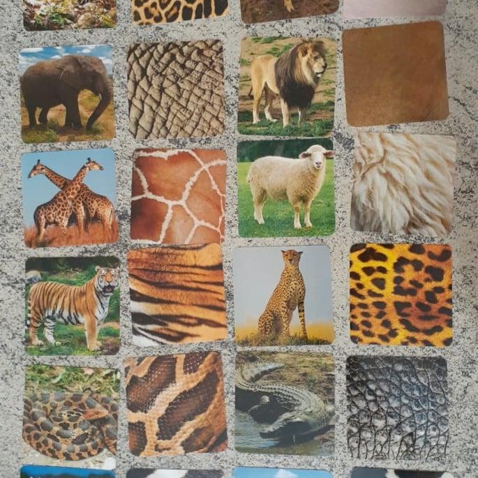 PDF com 24 flashcards de pelagem dos Animais atividades montessor