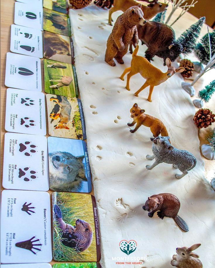 PDF 24 Flashcards Pegadas de Animais Pareamento Montessori - Arqu