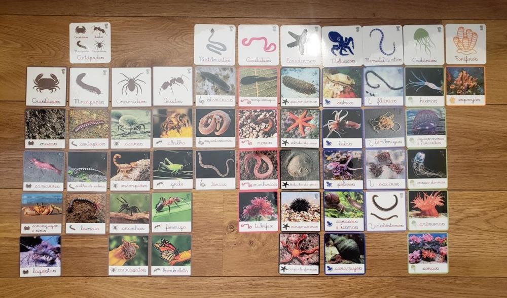 PDF com 54 Flashcards Classificação de Animais Invertebrados -