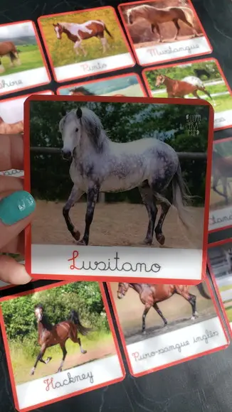 Kit 12 Flashcards Raças de Cavalos Atividades Montessori
