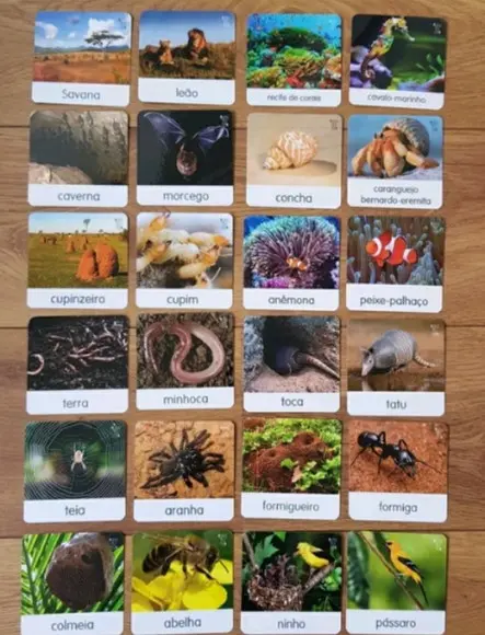 Kit 24 Flashcards Animais e Suas Moradias