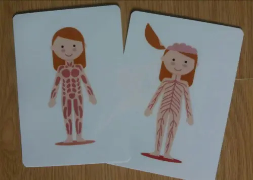 Kit 6 flashcards Corpo Humano metodo montessori