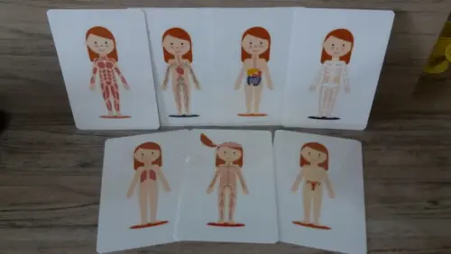 Kit 6 flashcards Corpo Humano metodo montessori