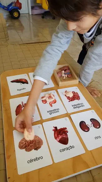 Kit 8 flashcards Órgãos do Corpo Humano Safari Ltd Toob