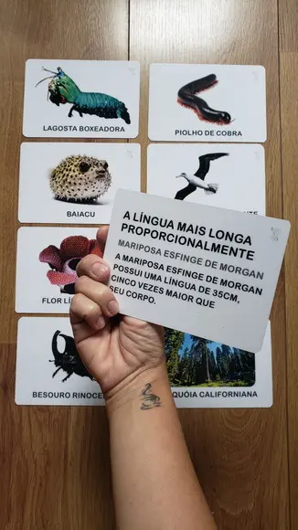 Kit 8 Flashcards Animais Recordistas da Natureza Montessori