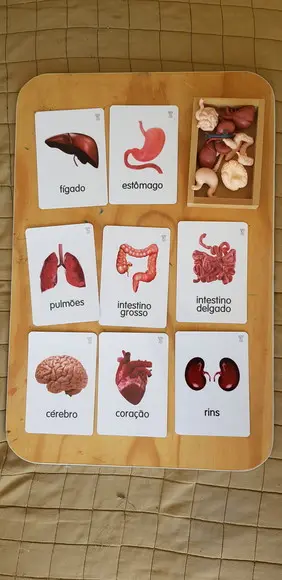 Kit 8 flashcards Órgãos do Corpo Humano Safari Ltd Toob