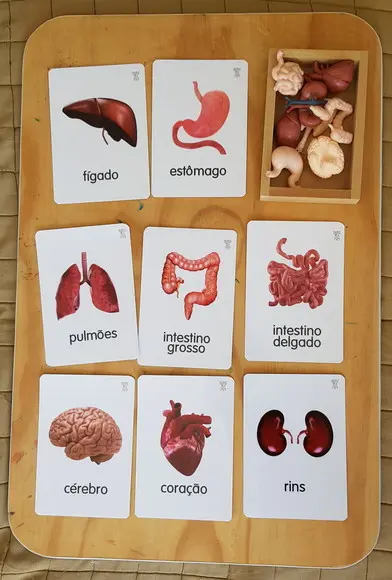 Kit 8 Miniaturas e Flashcards Órgãos do Corpo Humano