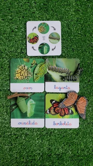 Kit Flashcards Ciclo de Vida Metamorfose da Borboleta Montessori/