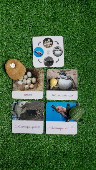 Kit Flashcards Ciclo de Vida Tartaruga Montessori/homeschool