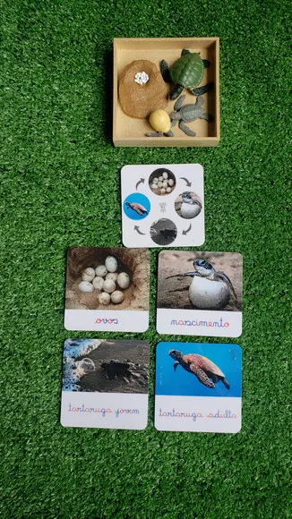 Kit Flashcards Ciclo de Vida Tartaruga Montessori/homeschool