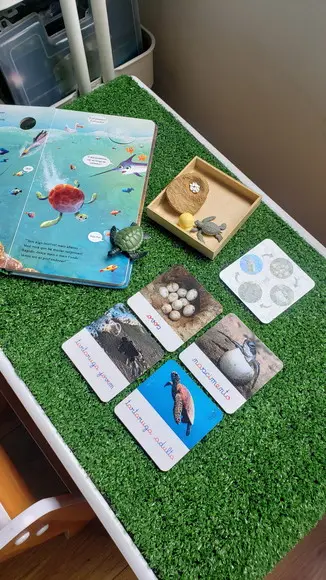Kit Flashcards Ciclo de Vida Tartaruga Montessori/homeschool