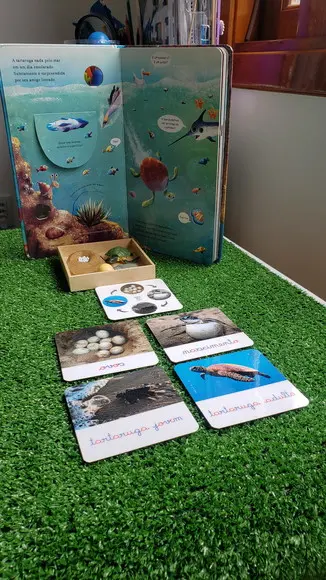 Kit Flashcards Ciclo de Vida Tartaruga Montessori/homeschool