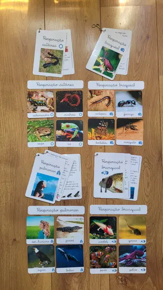 Kit Flashcards com Controle de Erro - Respiração dos Animais