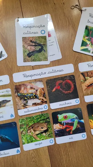 Kit Flashcards com Controle de Erro - Respiração dos Animais