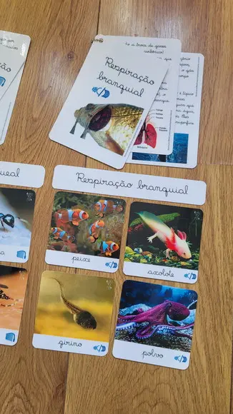 Kit Flashcards com Controle de Erro - Respiração dos Animais