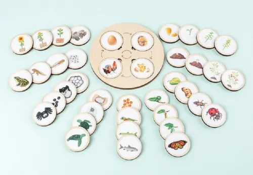 Bandeja para Atividades com Ciclos de Vida - Montessori