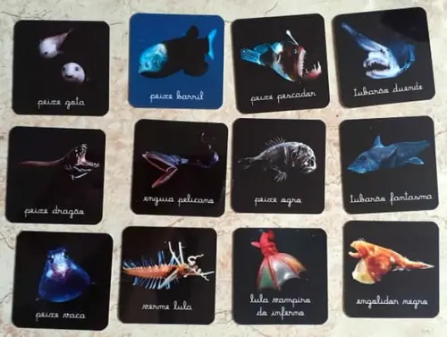 Kit 12 flashcards animais das regiões abissais Montessori