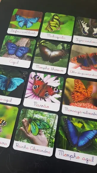 Kit 12 Flashcards Montessori Borboletas