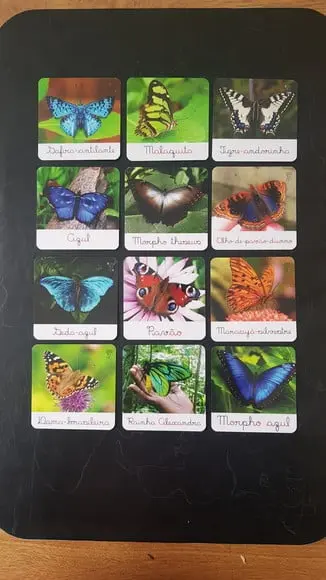 Kit 12 Flashcards Montessori Borboletas