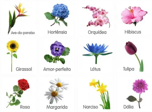 Kit 12 flashcards Montessori Flores compatível com SafariLtd
