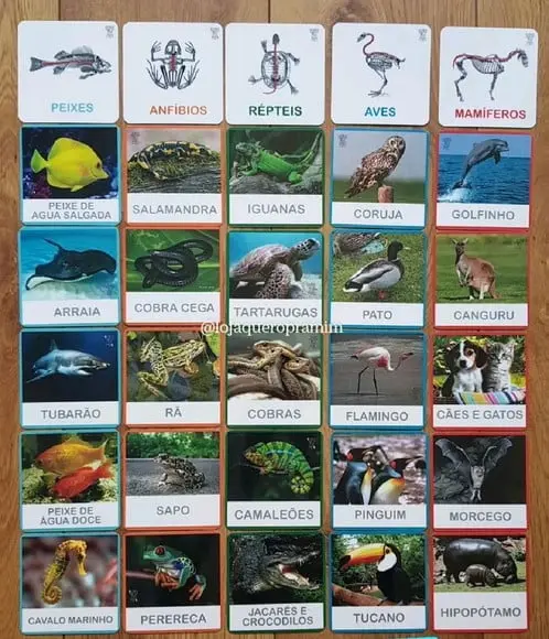 Kit 30 flashcards Classificação de Animais vertebrados