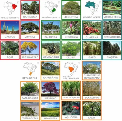 Kit 30 Flashcards Flora do Brasil Por Regiões - Montessori