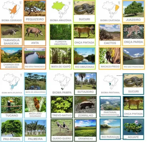 Kit 36 Flashcards Biomas do Brasil Montessori