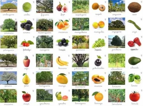 Kit 48 Flashcards Árvores e Suas Frutas em Inglês
