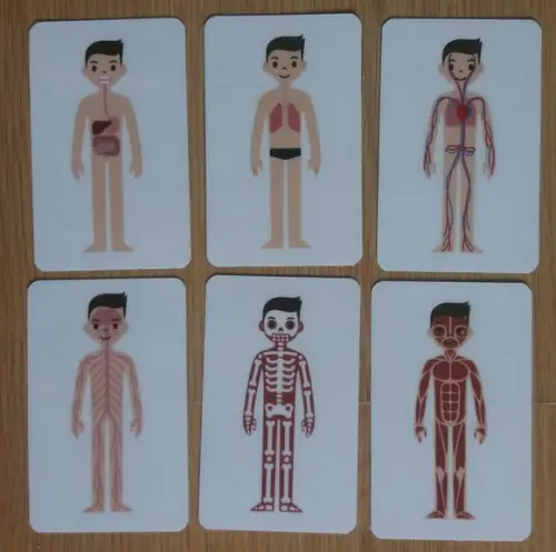 Kit 6 flashcards Corpo Humano metodo montessori