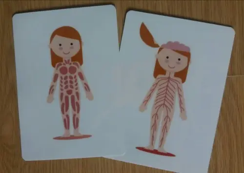 Kit 6 flashcards Corpo Humano metodo montessori