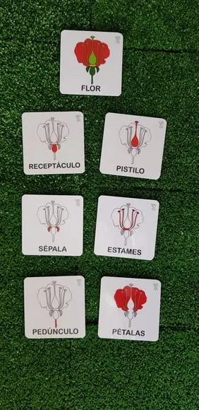 Kit 7 flashcards Montessori Partes da Flor