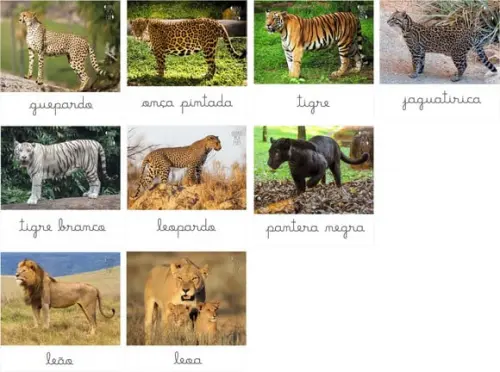 Kit 9 flashcards p/ miniaturas Felinos Safari Ltd Toob