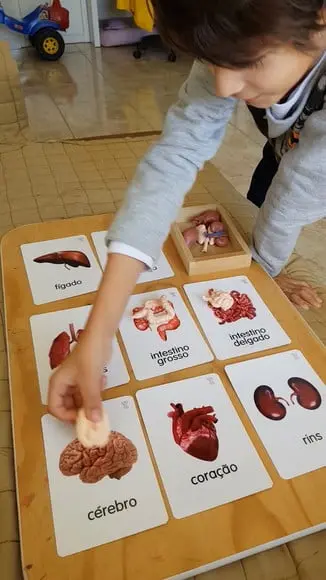 Kit 8 flashcards Órgãos do Corpo Humano Safari Ltd Toob