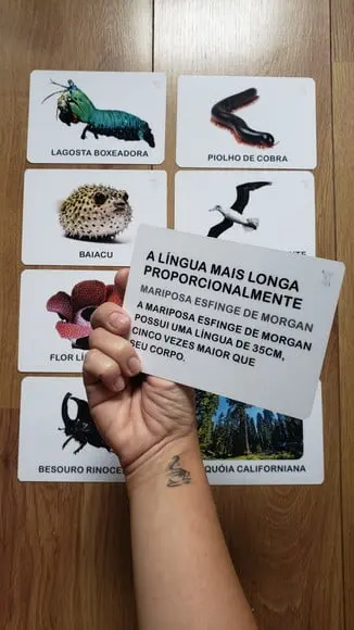 Kit 8 Flashcards Animais Recordistas da Natureza Montessori