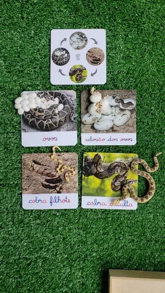 Kit Flashcards Ciclo de Vida Cobra Montessori/homeschool