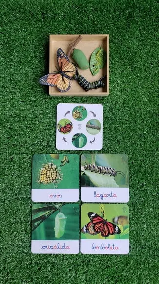 Kit Flashcards Ciclo de Vida Metamorfose da Borboleta Montessori/homeschool