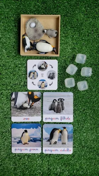 Kit Flashcards Ciclo de Vida da Pingui Montessori/homeschool