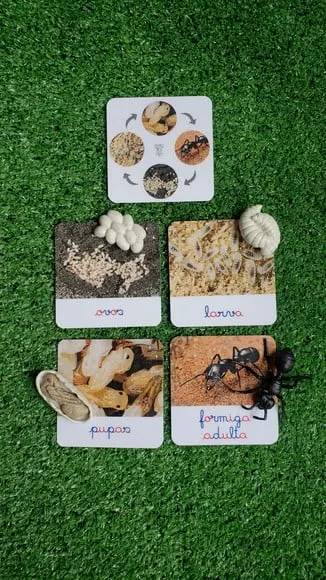 Kit Flashcards Ciclo de Vida Formiga Montessori/homeschool