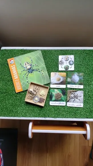Kit Flashcards Ciclo de Vida da Aranha Montessori/homeschool