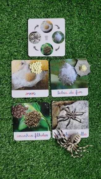 Kit Flashcards Ciclo de Vida da Aranha Montessori/homeschool